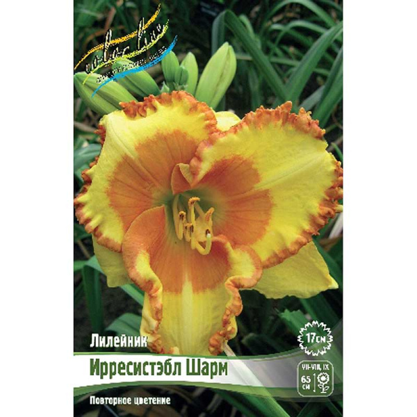 Лилейник Ирресистэбл Шарм I 25 шт Биг-пак 5861