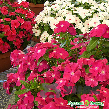 Аквилегия Винки смесь НК Цх10 