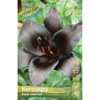 Лилия Найтрайдер 12/14 3 шт