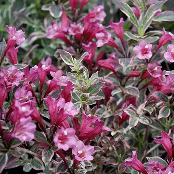 Вейгела Олл Саммер Монет P9 Садовита