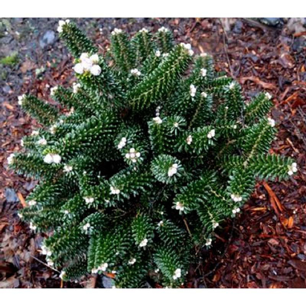 Пихта Корейская Альпин Стар