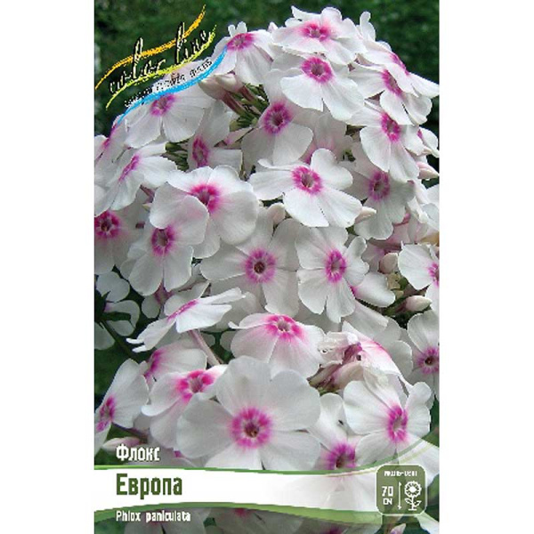 Флокс Европа I 2 шт 