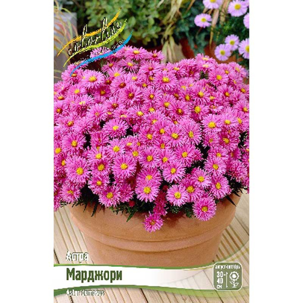 13244 Биг-Пак Астра Марджори I 25 шт