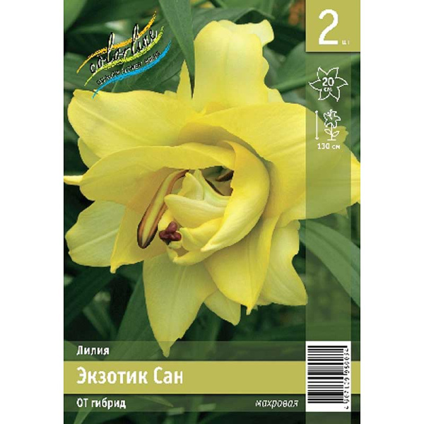 Лилия Экзотик Сан 12/14 2 Эконом шт 