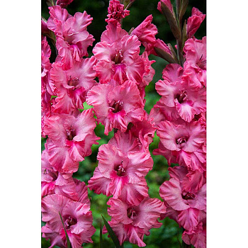 Гладиолус Кингстон Фриззлс 12/14 7 шт 