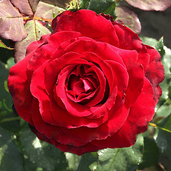 Роза чайно-гибридная Лавли рэд Садовита