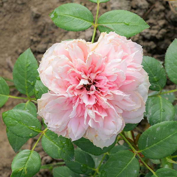 Роза Чайно-гибридная Шоне Майд Садовита