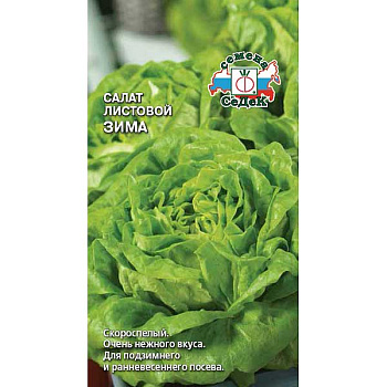 Салат Зима листовой Седек Ц