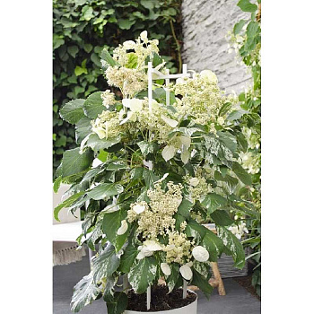 7131 Схизофрагма Гортензиевидная Бёрст Оф Лайт P9 ,шт