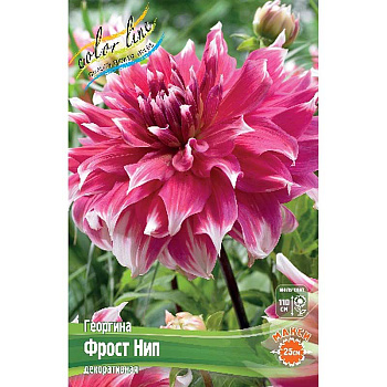 Георгина Фрост Нип I 1 шт