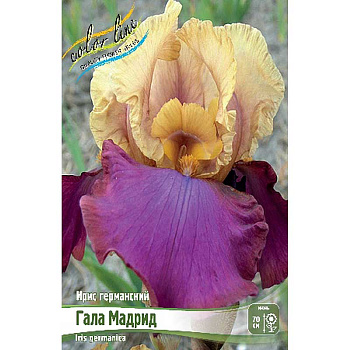 Ирис Германский Гала Мадрид I 1 шт