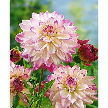 394 Шоу-Бокс Георгина Орион I 15 шт