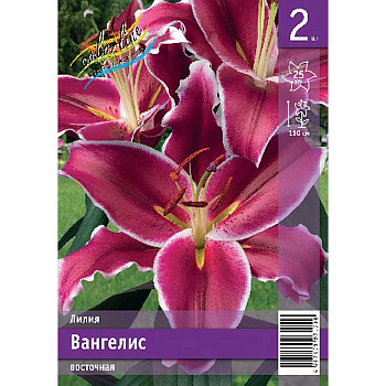 Лилия Вангелис 12/14 2 Эконом шт