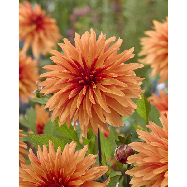 11379 Шоу-Бокс Георгина Дорито I 15 шт 