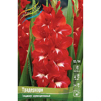 Гладиолус Традерхорн 12/14 7 шт