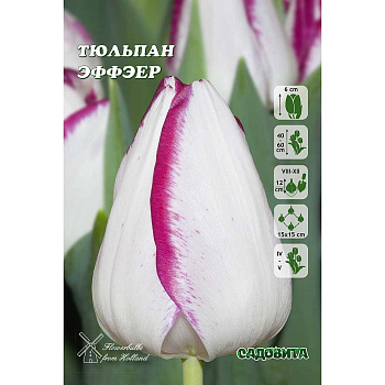 Тюльпан Эффэер 11/12 8 шт Садовита