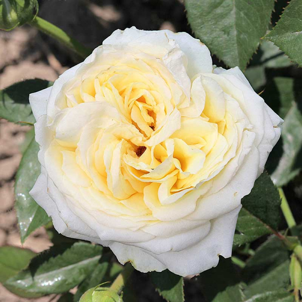 Роза шраб (английская) Пилигрим Садовита