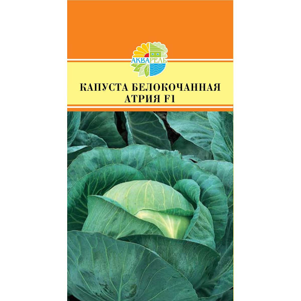 Капуста Атрия Маринда/Акварель Ц