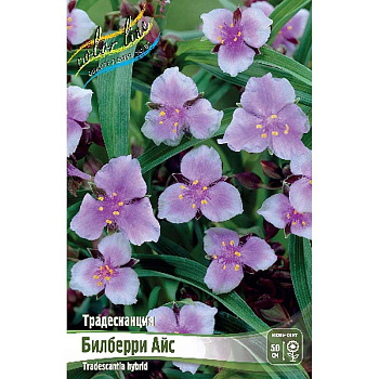 8610 Биг-Пак Традесканция Билберри Айс I 25 шт