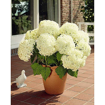 Гортензия Древовидная Аннабелле P12 шт