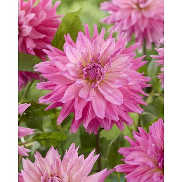 Георгина Титан Фламинго I 1 шт 