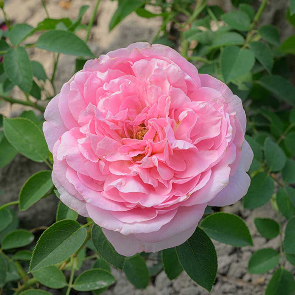 Роза Шраб Принцесса Шарлен де Монако Садовита