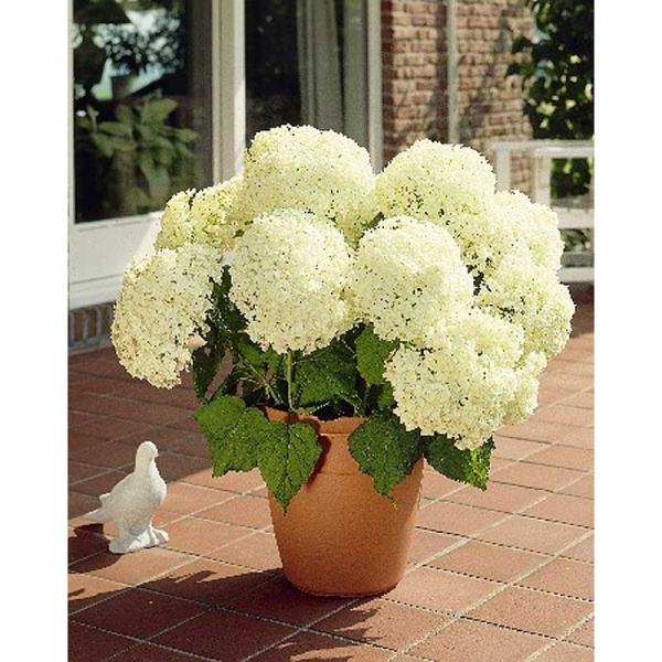 Гортензия Древовидная Аннабелле P12 шт