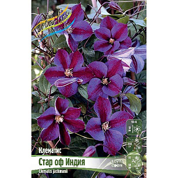 Клематис Стар Оф Индия I 25 шт Биг-пак 4640