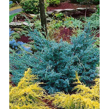 Можжевельник Китайский Блю Альпс P15 (C1,5) 35-40 шт