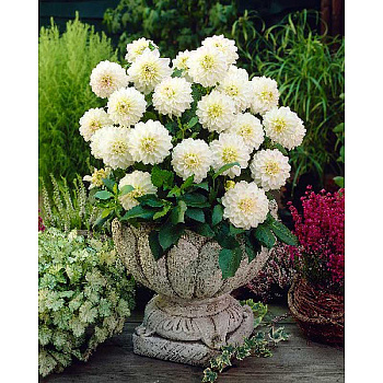 Георгина Виттем I 1 шт 