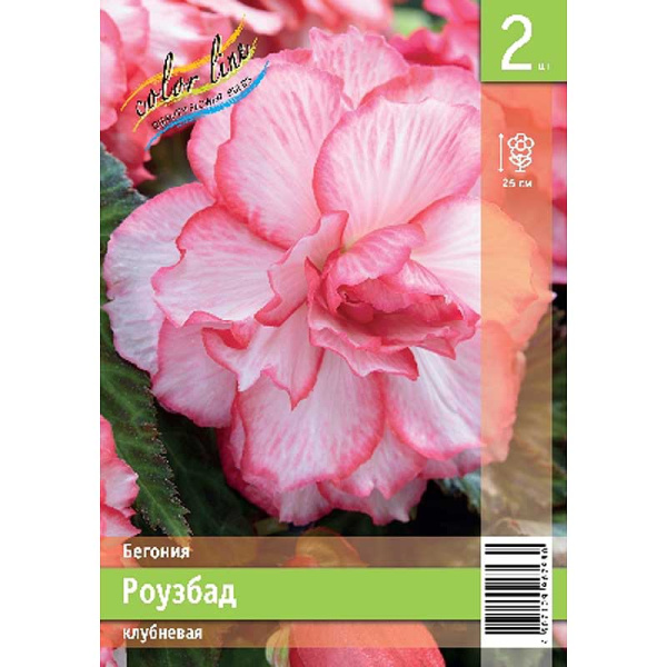 Бегония Роузбад 4/5 2 Эконом шт