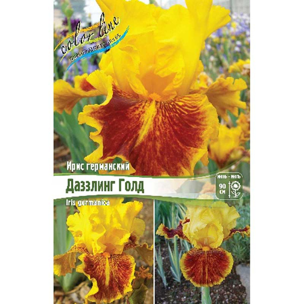Ирис Германский Даззлинг Голд I 1 шт