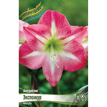 Амариллис Экспожур 22/24 1 шт 