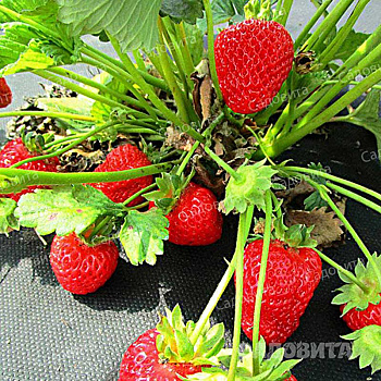 Земляника садовая ремонтантная Портола (цена за 40 шт) ОСП