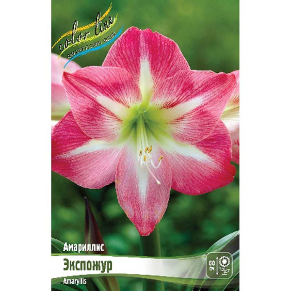 Амариллис Экспожур 22/24 1 шт 