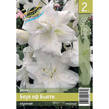 Лилия Боул Оф Бьюти 12/14 2 Эконом шт 