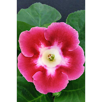 Глоксиния Бланш Де Меру 5/6 2 шт Садовита 