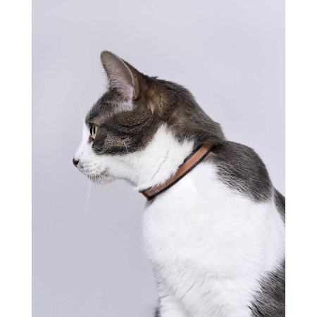 Барс Ошейник от блох и клещей для кошек АВ728 x60