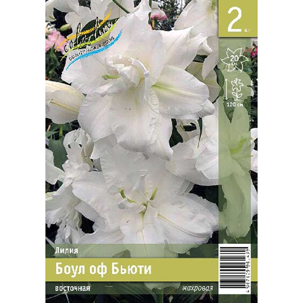 Лилия Боул Оф Бьюти 12/14 2 Эконом шт 