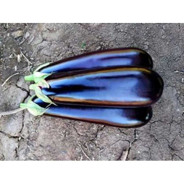 Баклажан Лима Престиж Ц