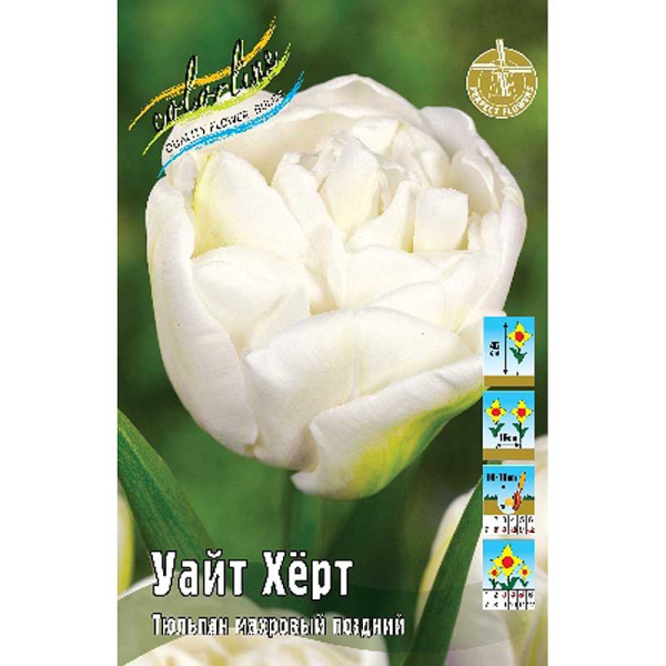 7588 Шоу-Бокс Тюльпан Уайт Хёрт 11/12 75 шт 
