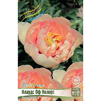 Пион Ито-Гибрид Клаудс Оф Колорс 2/3 n 10 шт Биг-Пак 10272 