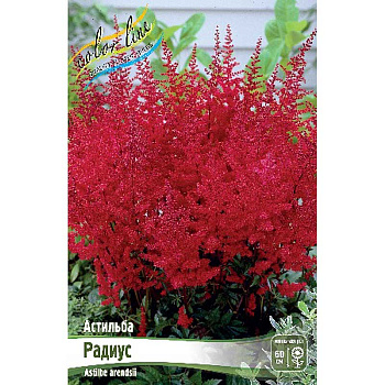 Астильба Радиус 2/3 n 1 шт