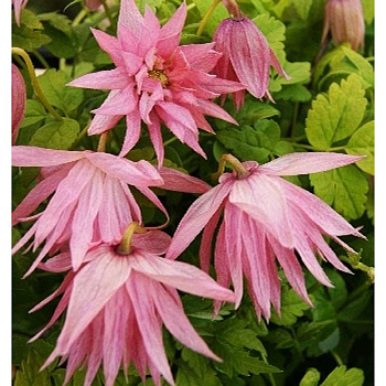 Клематис Пинк Свинг P9 шт