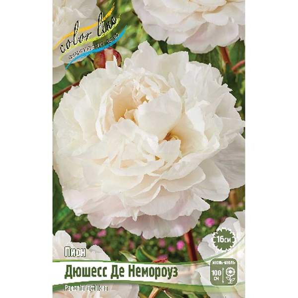 Пион Дюшесс Де Немороуз 2/3 n 25 шт Биг-пак 7987