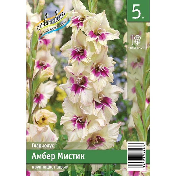 Гладиолус Амбер Мистик 10/12 5 Эконом шт 