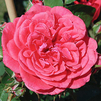 Роза плетистая Ютерсен Розенкениген Садовита