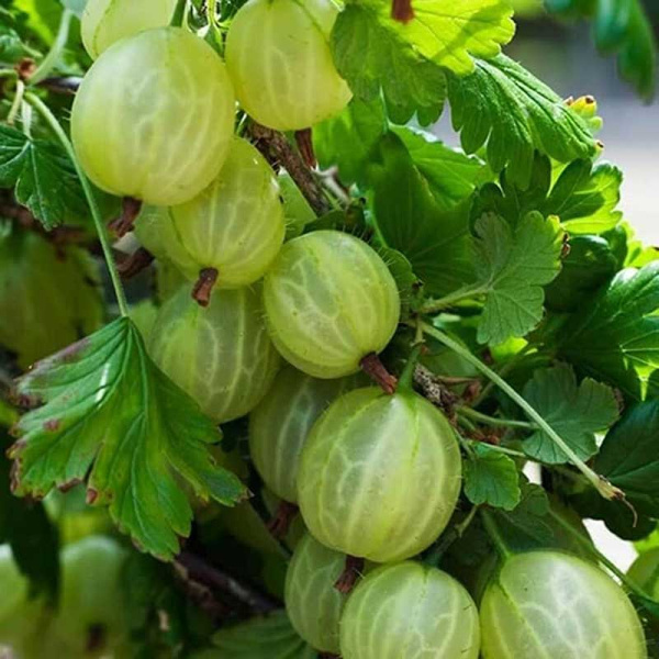 Крыжовник Малахит Садовита