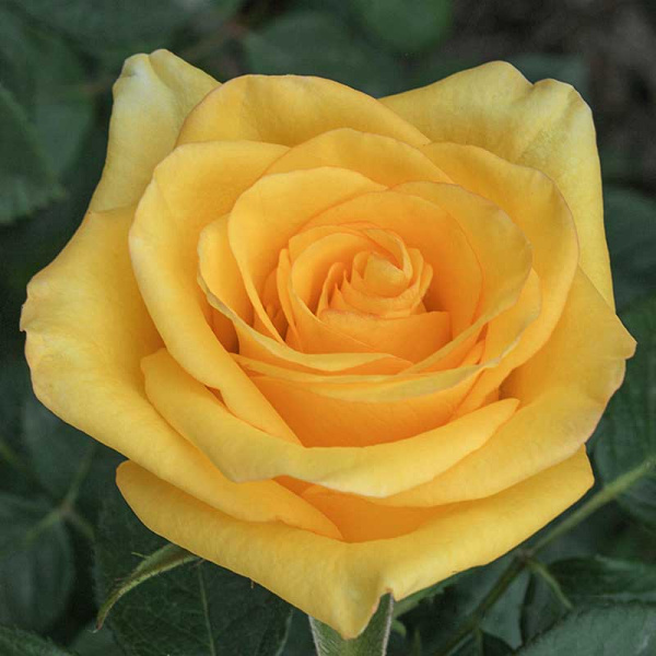 Роза чайно-гибридная Дежавю Садовита