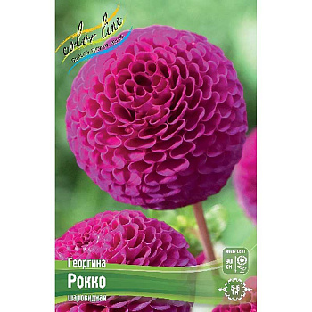 Георгина Рокко I 15 шт Шоу-бокс 9141